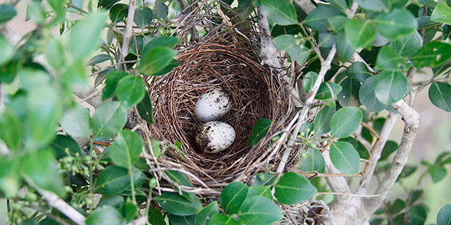 Yellow-bellied Greenbul nest